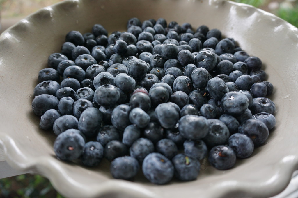 Blueberry Pudding Cake – Baking and Eggs